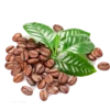 coffee seeds