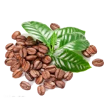 coffee seeds