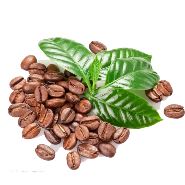 coffee seeds